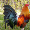 Cardinal Kelso gamefowl