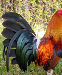 Cardinal Kelso gamefowl