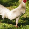 White Kelso Gamefowl