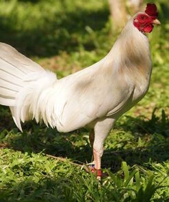 White Kelso Gamefowl