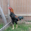 Sindhi Aseel Gamefowl