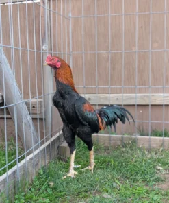 Sindhi Aseel Gamefowl