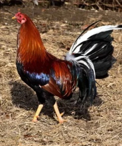 Yellow Leg Hatch