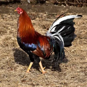 Yellow Leg Hatch