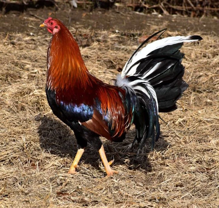 Yellow Leg Hatch Yellow Leg Hatch
