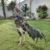 Chu Shamo Gamefowl