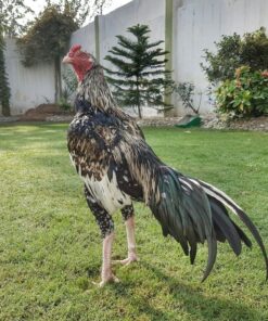 Chu Shamo Gamefowl