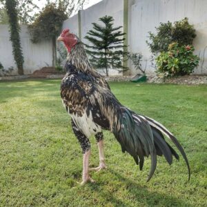 Chu Shamo Gamefowl
