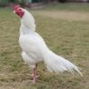 Kulang Asil gamefowl