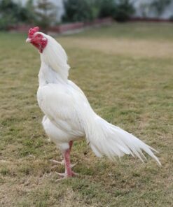 Kulang Asil gamefowl