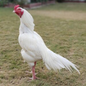 Kulang Asil gamefowl
