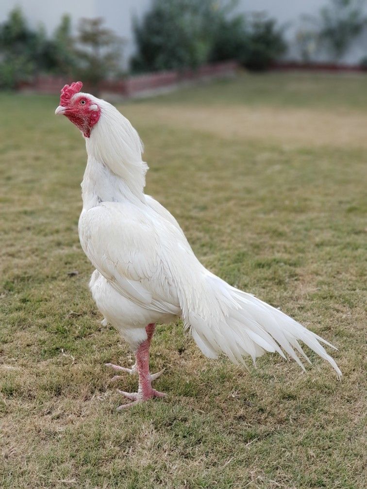 Kulang Asil gamefowl Kulang Asil gamefowl