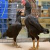 Ko Shamo Gamefowl