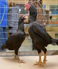 Ko Shamo Gamefowl