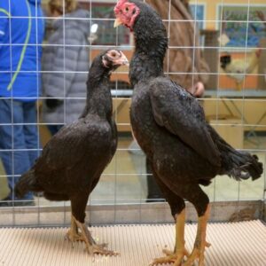Ko Shamo Gamefowl