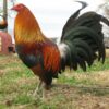 Blueface Hatch