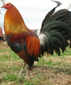 Blueface Hatch
