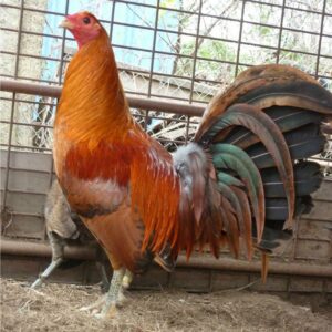 Red Quail Sweater
