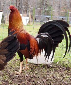 Archer Sweater Gamefowl