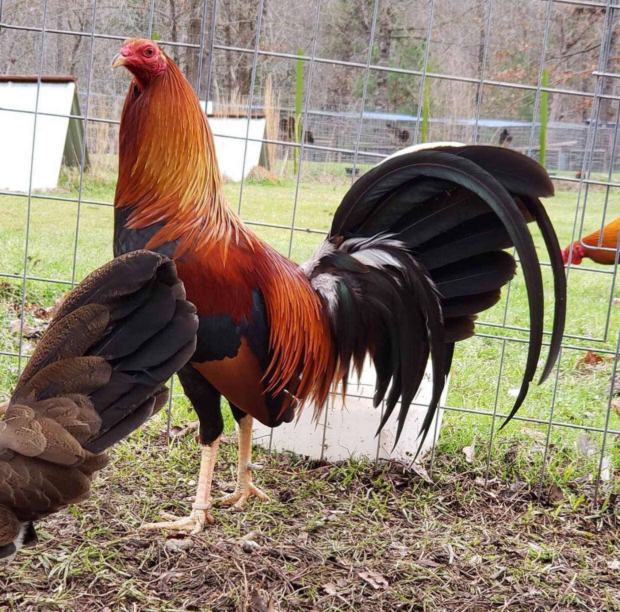 Archer Sweater Gamefowl Archer Sweater Gamefowl