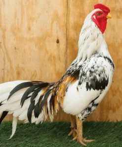 Reza Aseel gamefowl