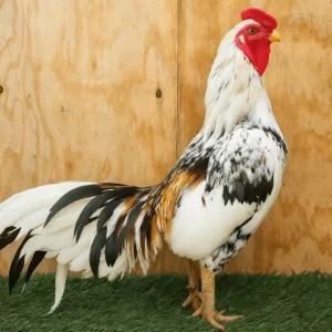 Reza Aseel gamefowl