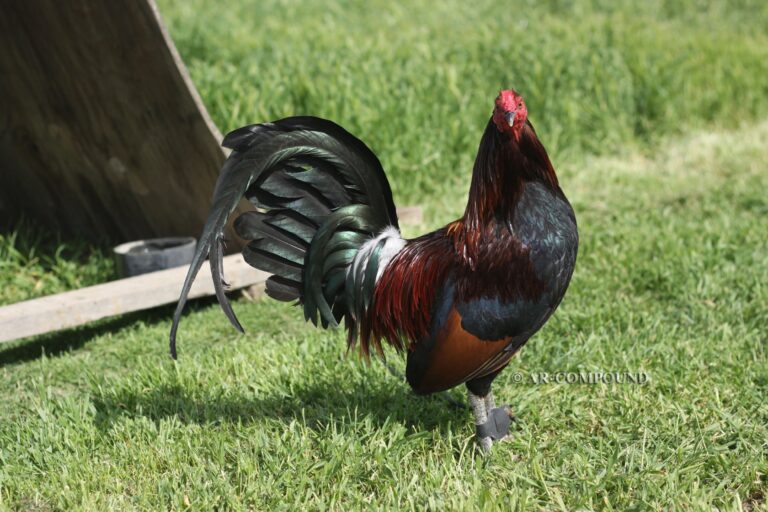 Dark Hatch cock Dark Hatch cock