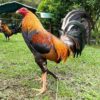 Golden Monkey Sweater Gamefowl