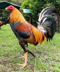 Golden Monkey Sweater Gamefowl