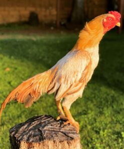 Mianwali Aseel Gamefowl