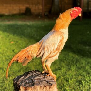 Mianwali Aseel Gamefowl