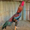 Madras Aseel Gamefowl