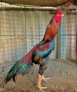 Madras Aseel Gamefowl