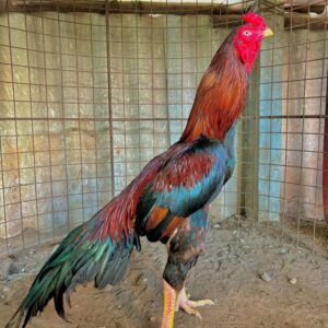 Madras Aseel Gamefowl