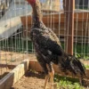 O Shamo gamefowl