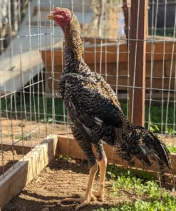 O Shamo gamefowl