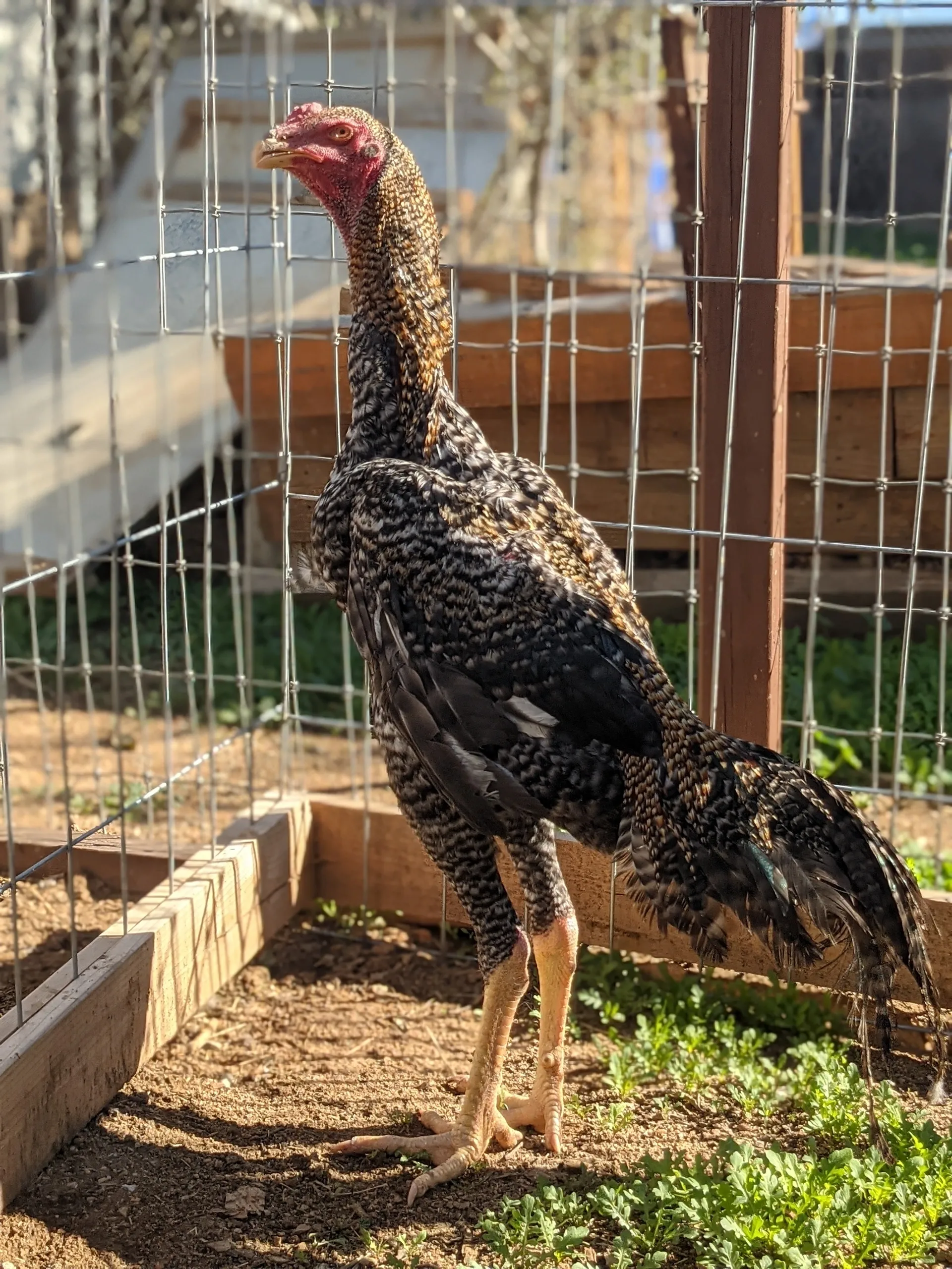 O Shamo gamefowl O Shamo gamefowl