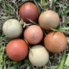 Hatching Eggs