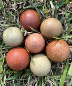 Hatching Eggs